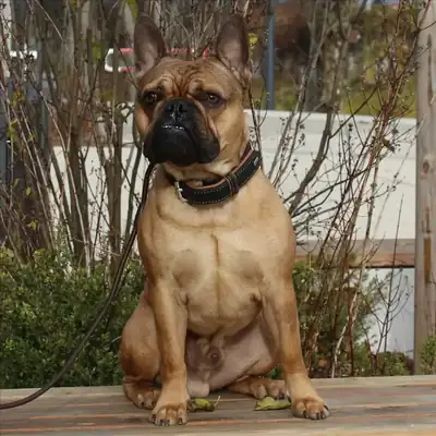 LOUIE – Französische Bulldogge – Bild 2