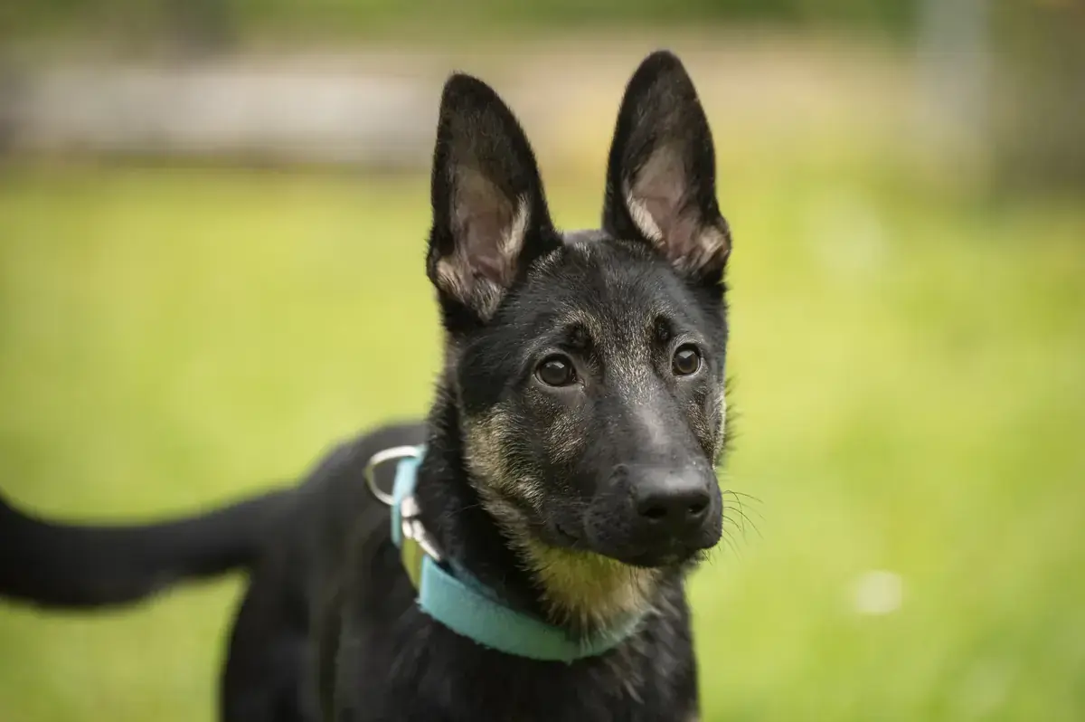 Tucca - Deutscher Schäferhund - Bild 3