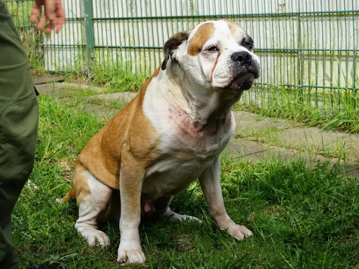 Bodo -  - Bild 1