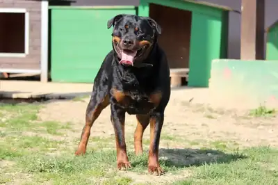 Sindy – Rottweiler – Bild 2