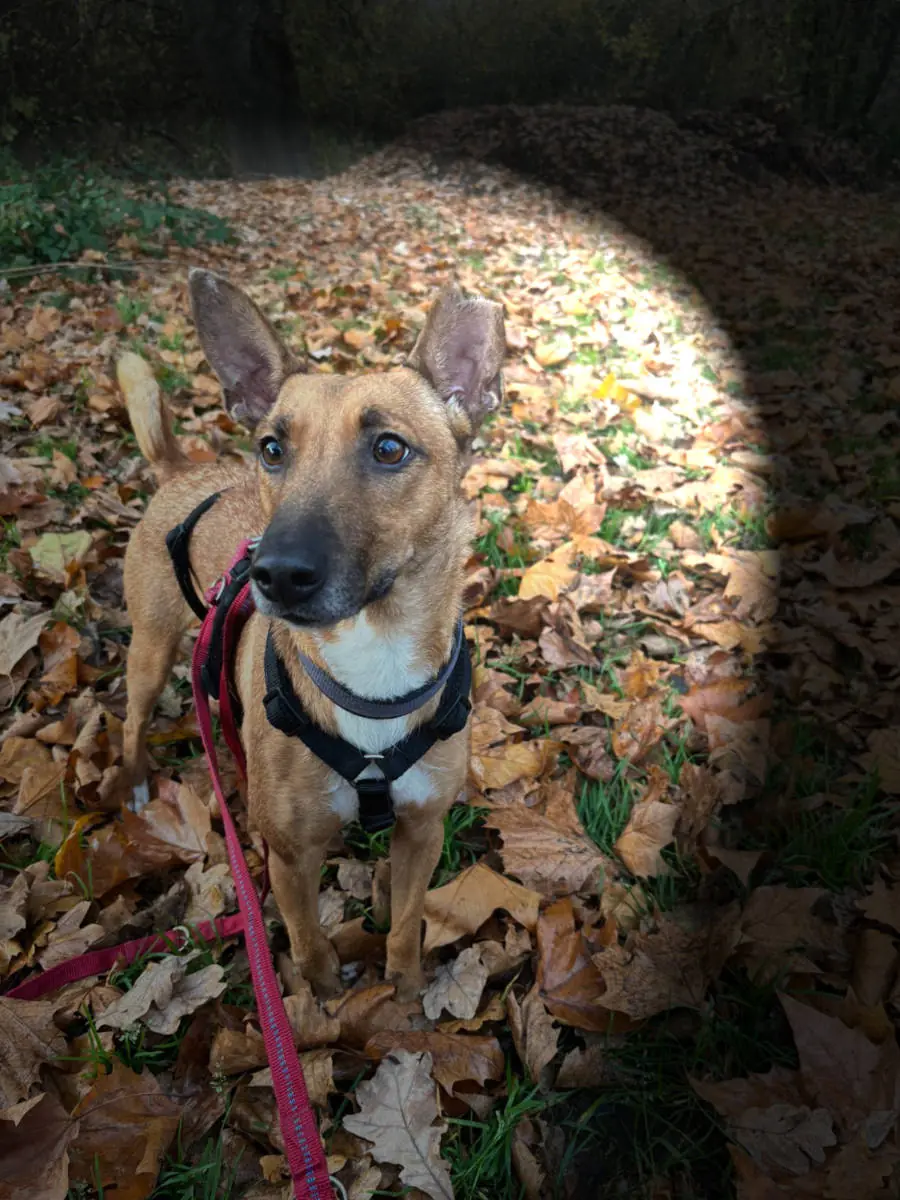 Layla -  - Bild 1