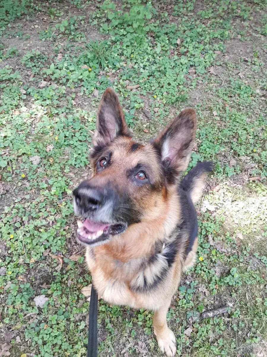 Aaron - Deutscher Schäferhund - Bild 5