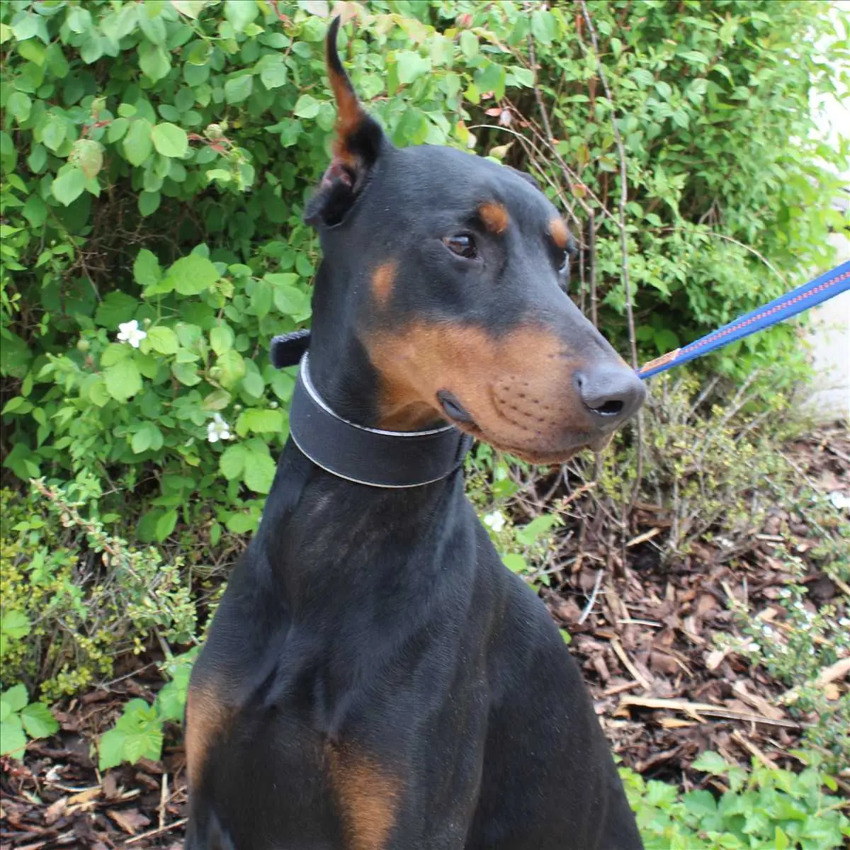 Dobermann CONAN