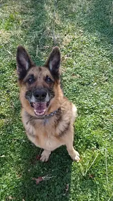 Aaron – Deutscher Schäferhund – Bild 4