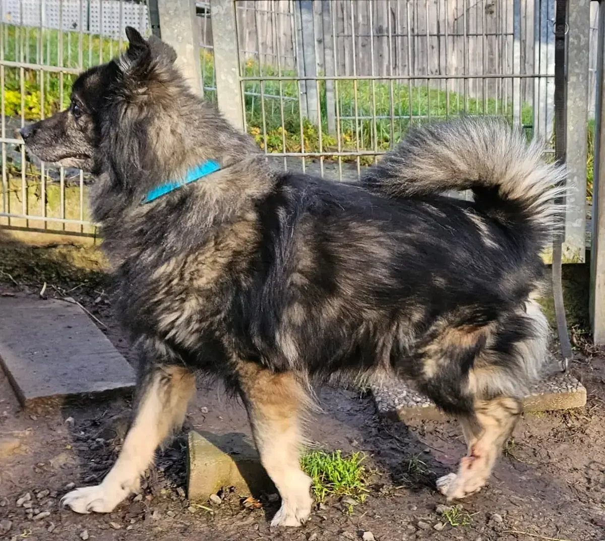 Smokey -  - Bild 2
