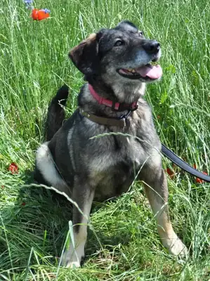 Azia – Hund – Bild 3