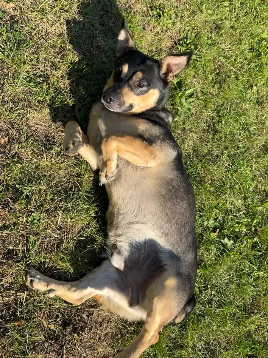Rocky -  - Bild 3