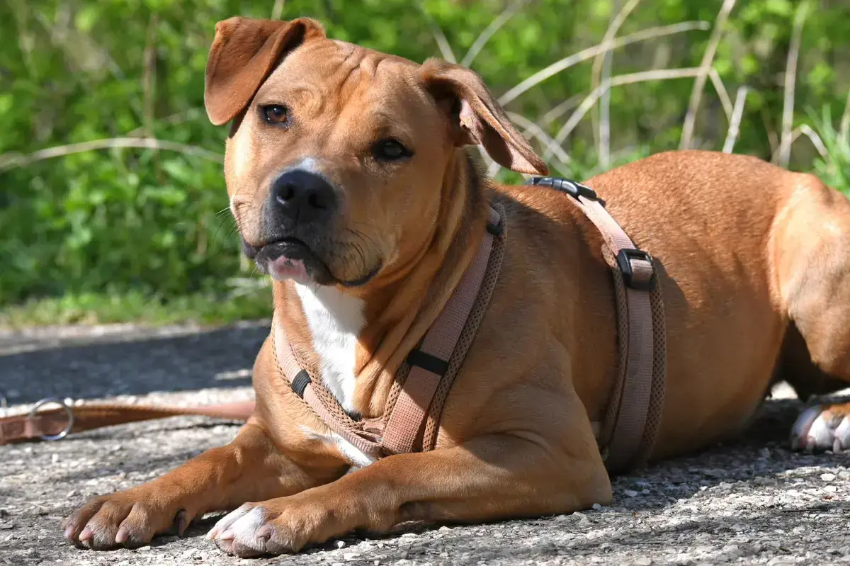 Stella -  - Bild 1
