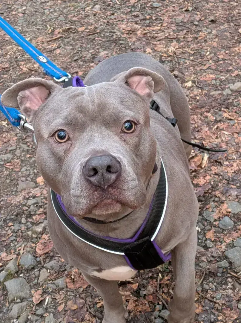 Nala – American Staffordshire Terrier – Bild 2