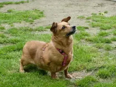 Toffee -  - Bild 9