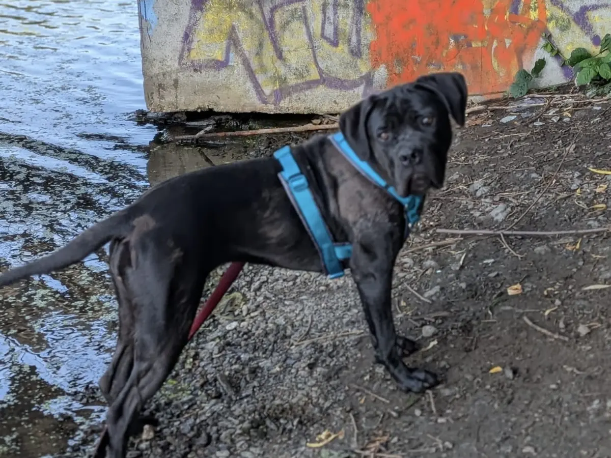 Athena - Cane Corso Italiano - Bild 1
