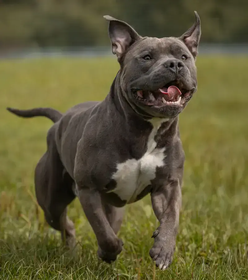 American Staffordshire Terrier-Mix Hippo