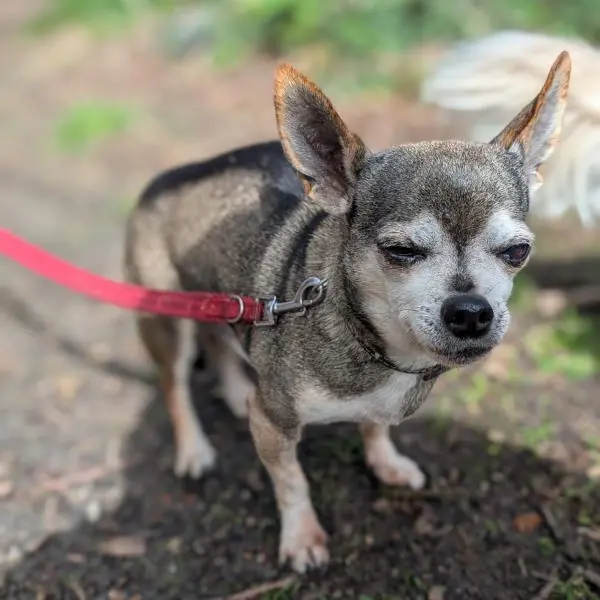Cleo und Beef - Chihuahua - Bild 2