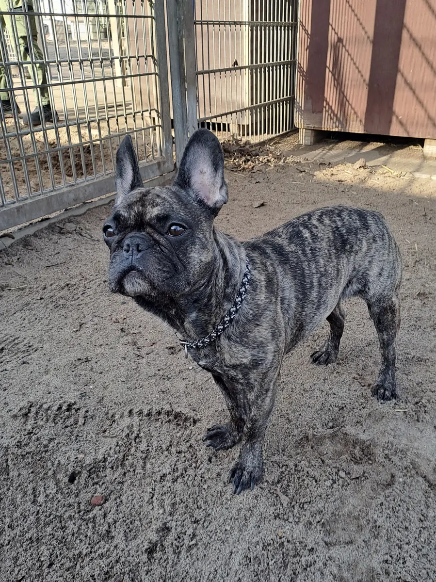 Caja - Französische Bulldogge - Bild 2