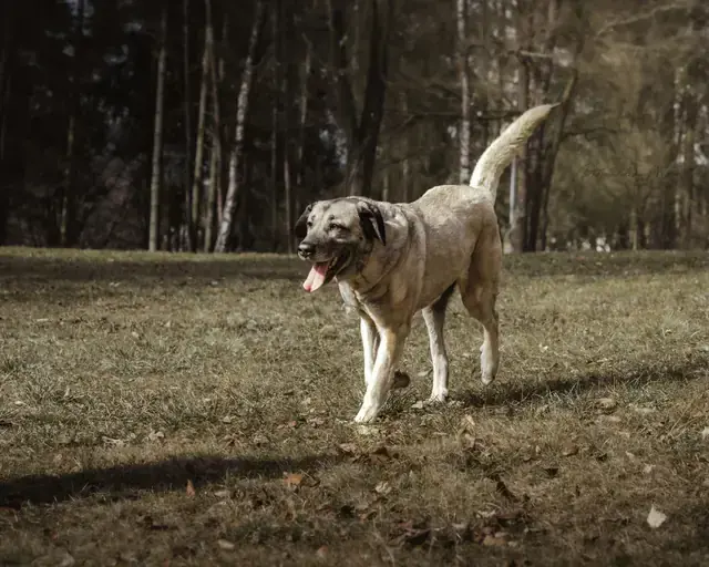 Naz - Kangal-Hirtenhund - Bild 5