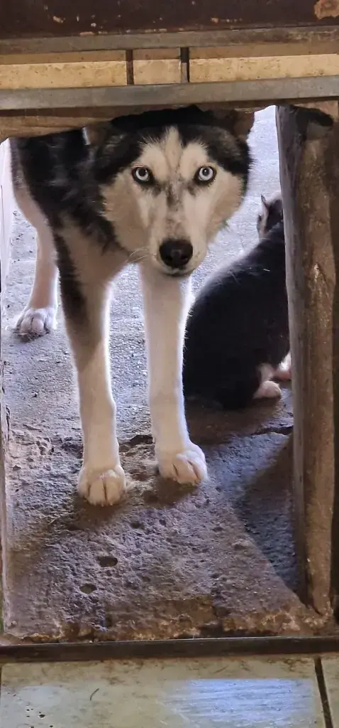 Luke - Siberian Husky - Bild 3