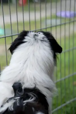 Pongo – Mischling – Bild 11