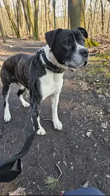 Santos – American Staffordshire Terrier – Bild 2