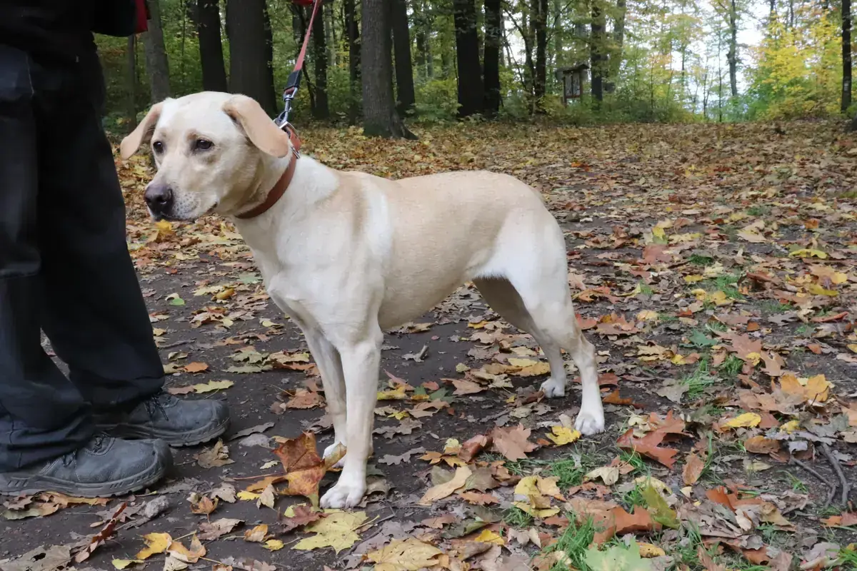 Lina - Labrador Retriever - Bild 3