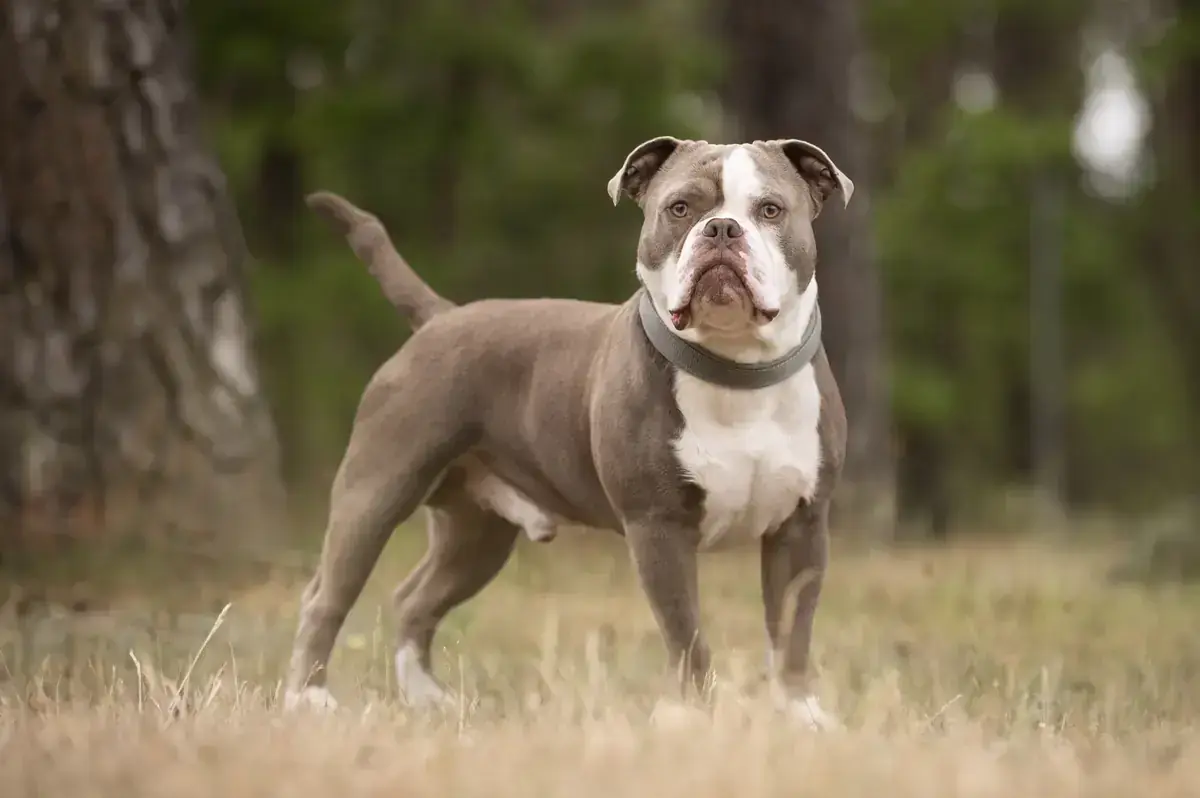 Buddy - Englische Bulldogge - Bild 2