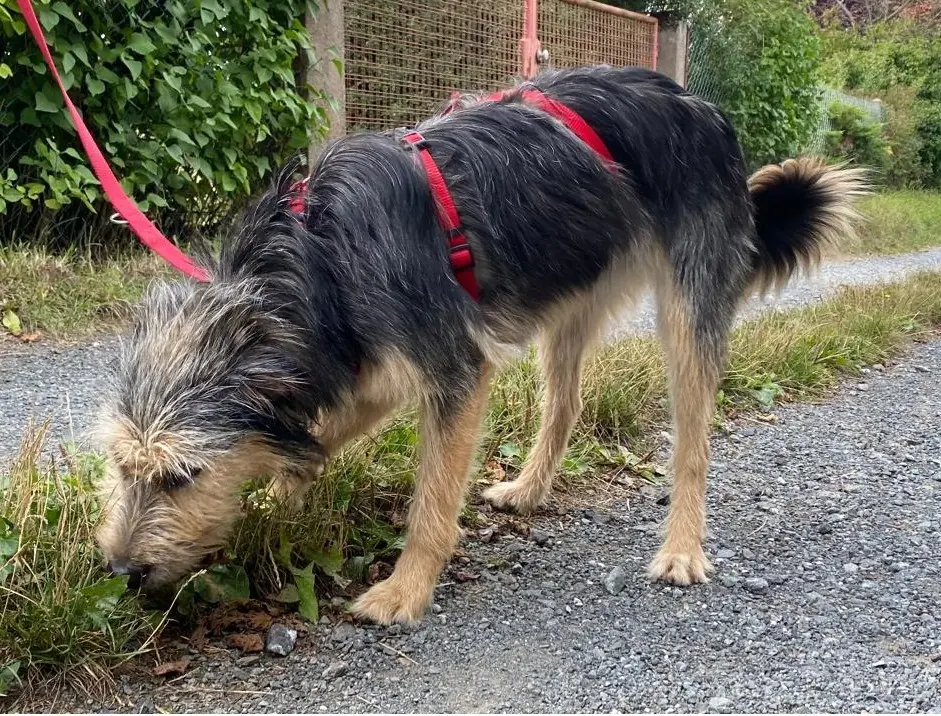 Romy -  - Bild 6