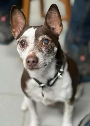 Pancho -  - Bild 10