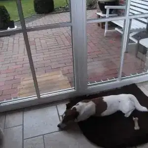 Benny – Hund – Bild 2