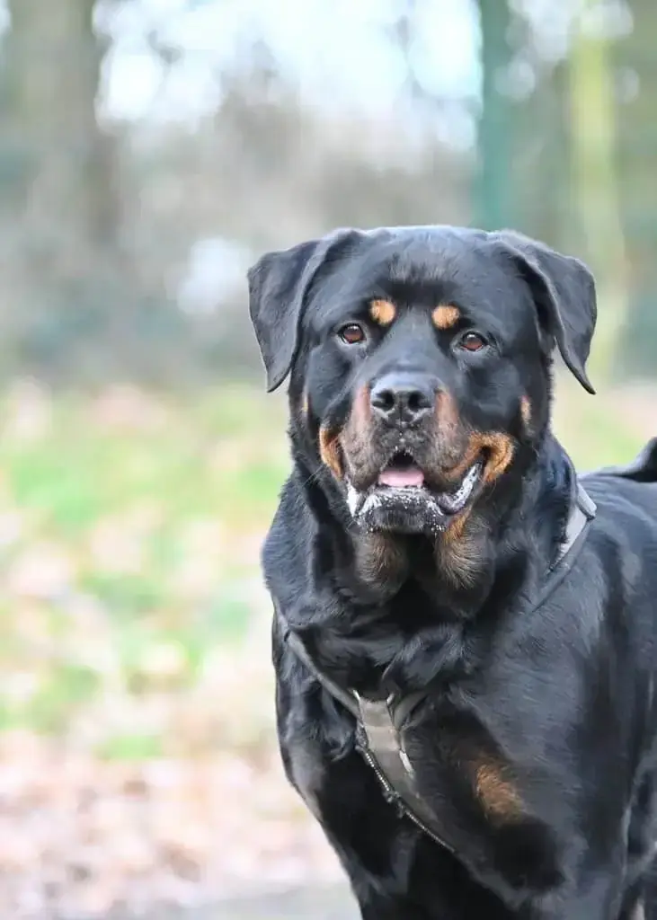 Mara - Rottweiler - Bild 2