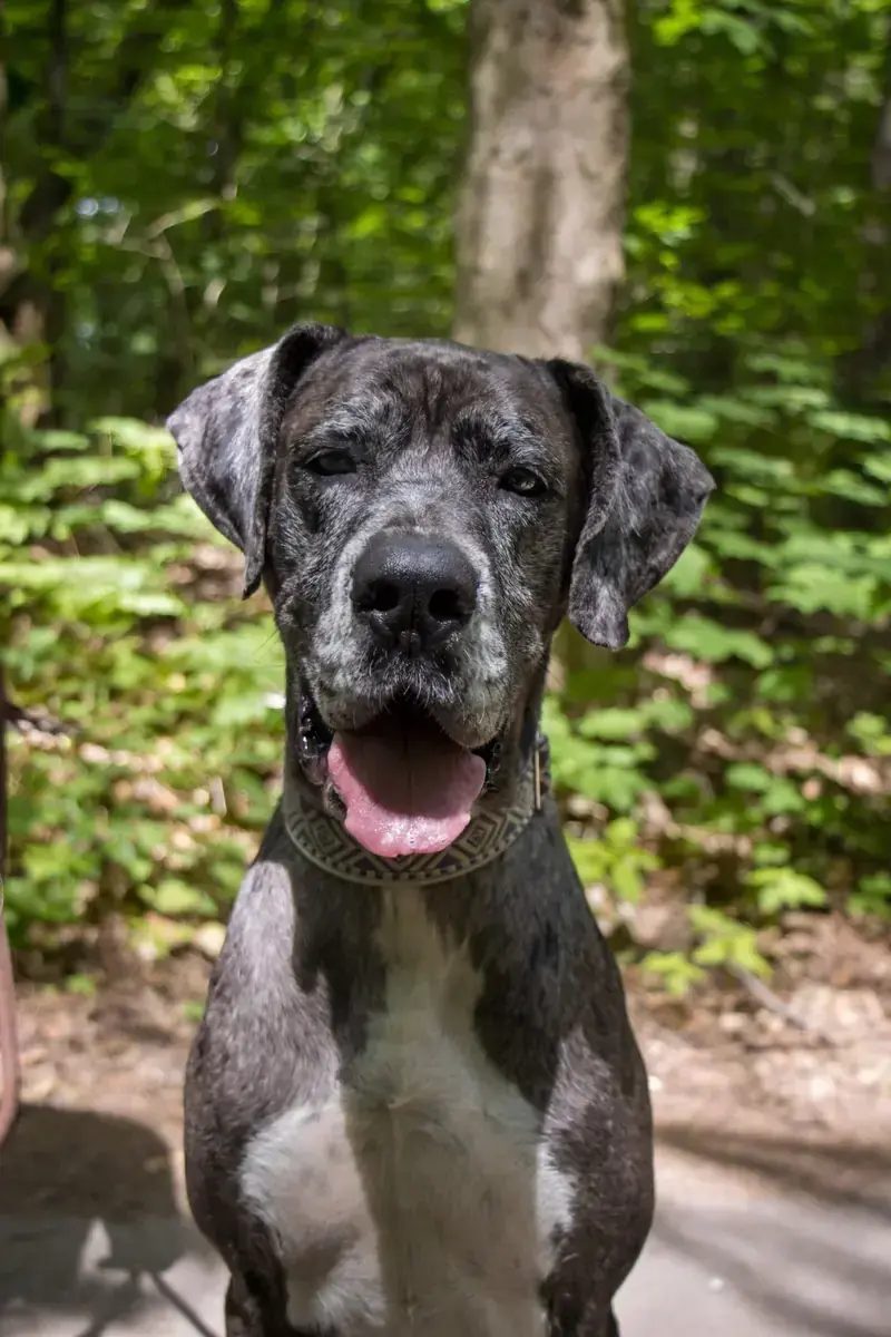 Vanja - Deutsche Dogge - Bild 3