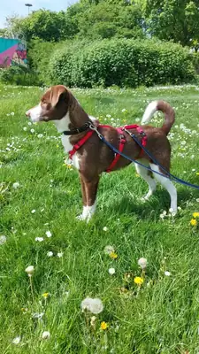 Lupo – Mischling – Bild 2