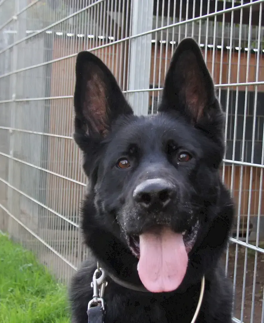 Oskar - Deutscher Schäferhund - Bild 1