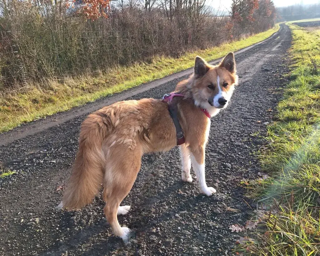 Mandy - Border Collie - Bild 2