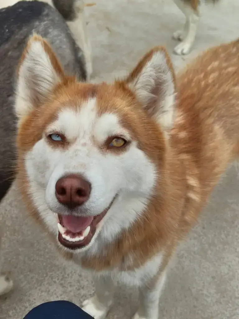 Suki - Siberian Husky - Bild 4