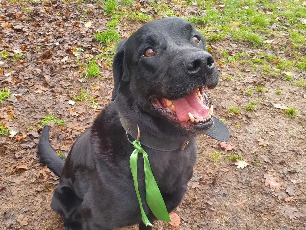 Brezel - Labrador Retriever - Bild 2