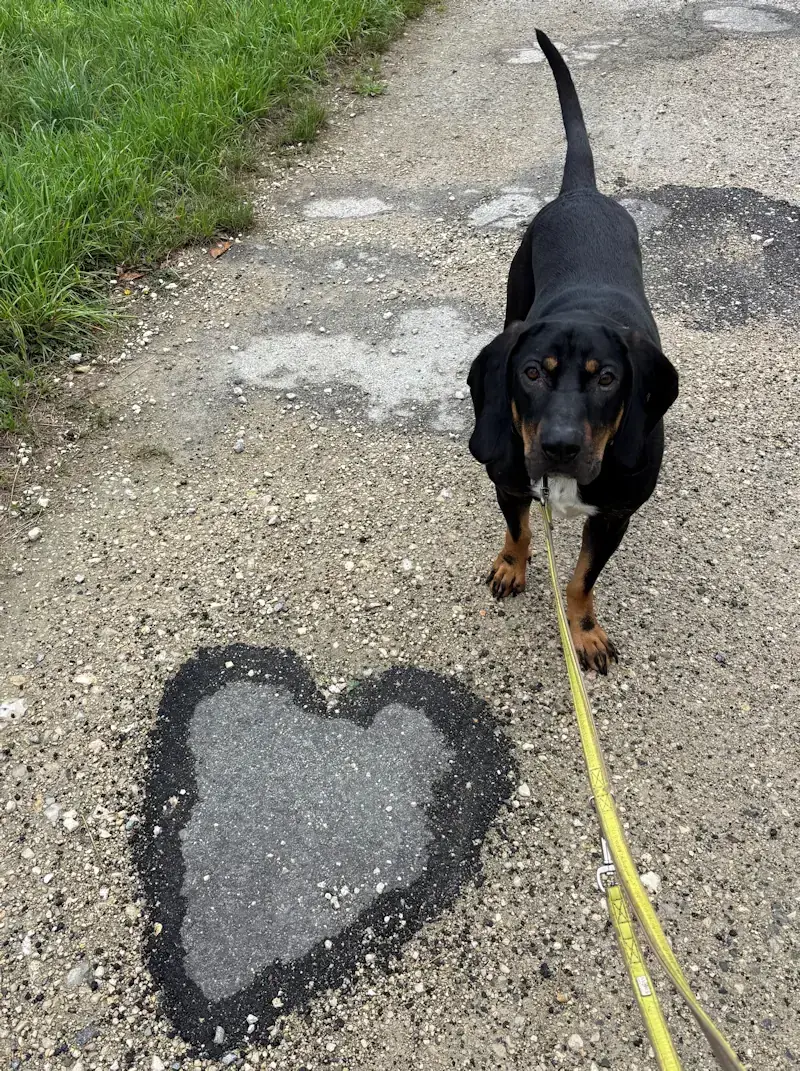 Chase -  - Bild 2