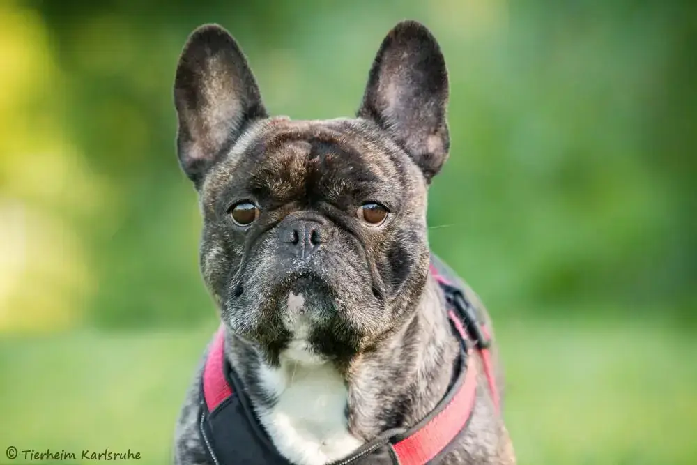 Französische Bulldogge Lucky
