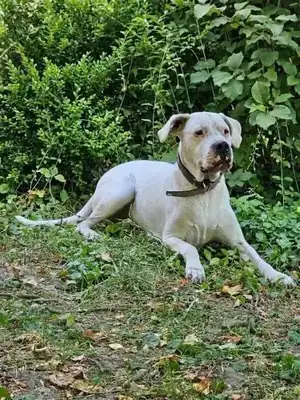 Margo – Dogo Argentino – Bild 5