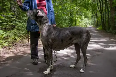 Vanja – Deutsche Dogge – Bild 5