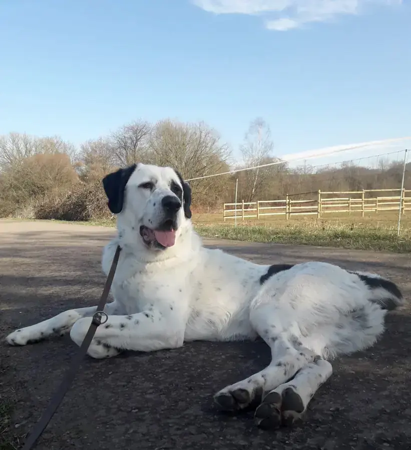Balou - Zentralasiatischer Owtscharka - Bild 12