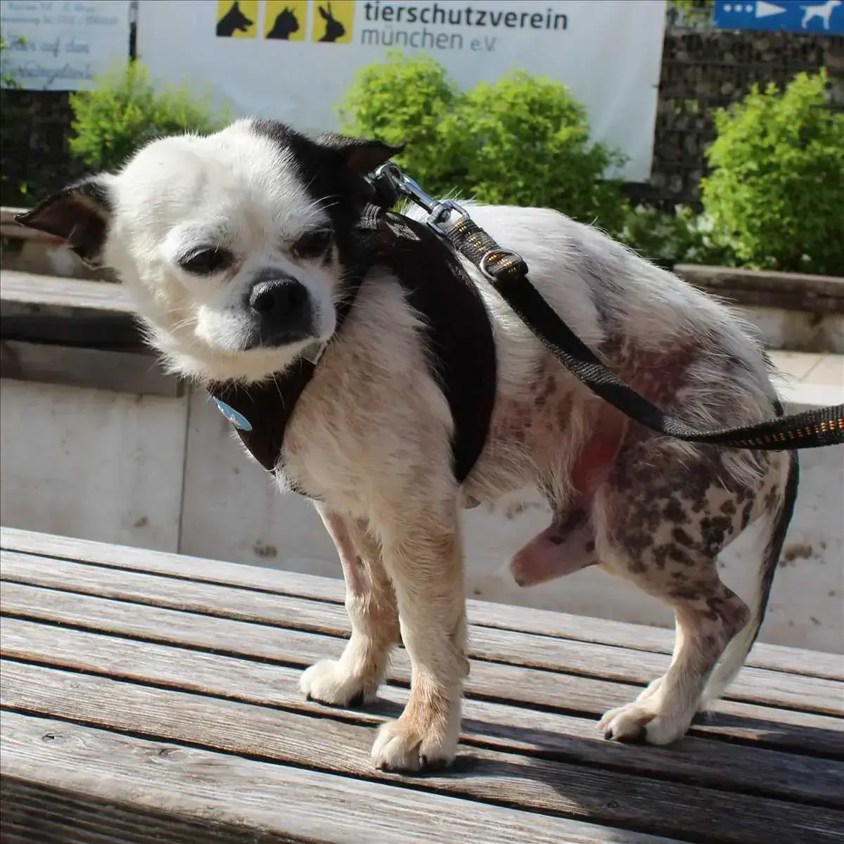 Chihuahua SNUPI