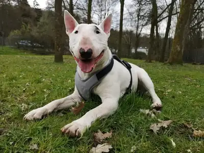 Rocky – Bullterrier – Bild 6