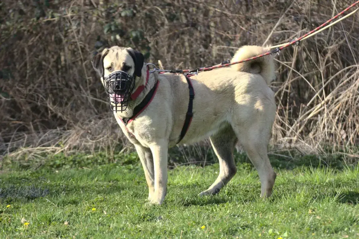 Pamuk - Kangal-Hirtenhund - Bild 2