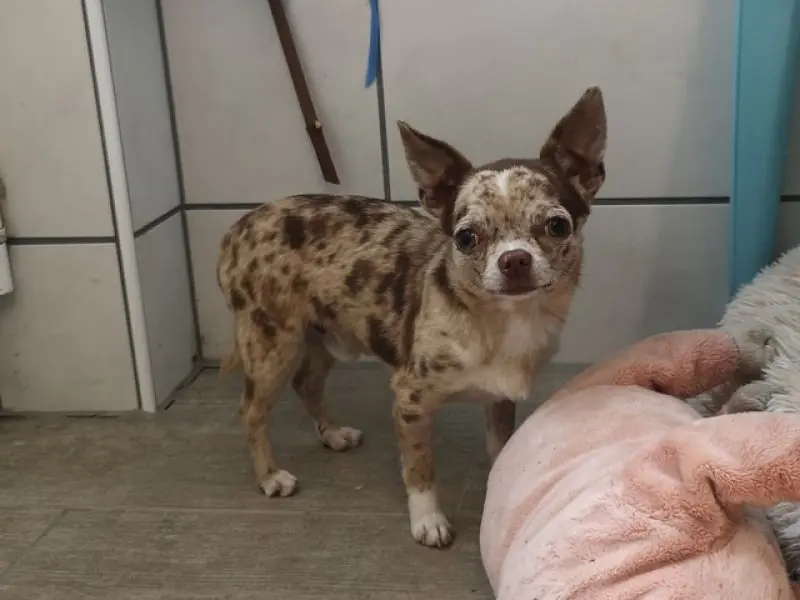 Hugo - Chihuahua - Bild 12