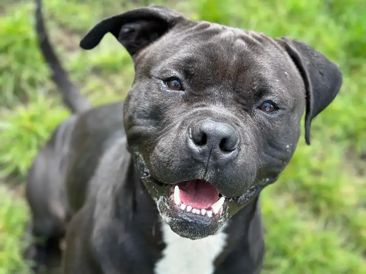 Major - American Staffordshire Terrier - Bild 3