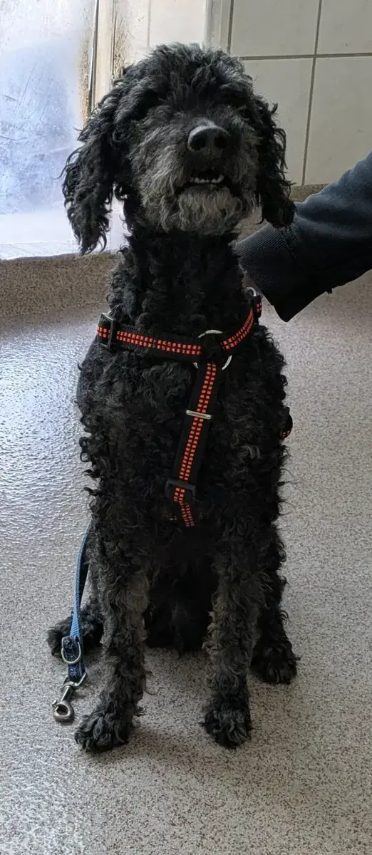 Blacky - Pudel - Bild 16