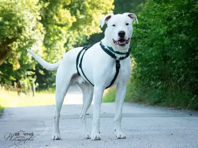Bones - Dogo Argentino - Bild 17
