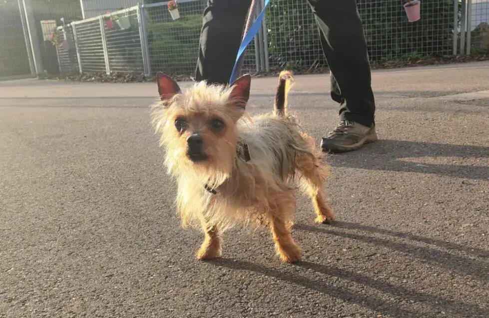Max - Chihuahua - Bild 3