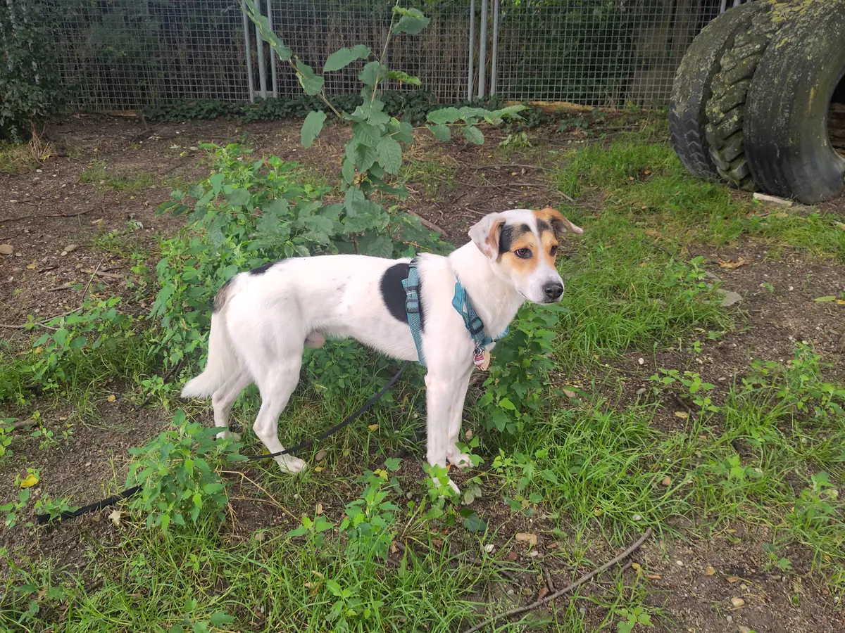 Henry -  - Bild 4