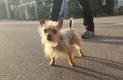 Max – Chihuahua – Bild 10
