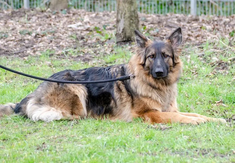 Henry - Deutscher Schäferhund - Bild 7